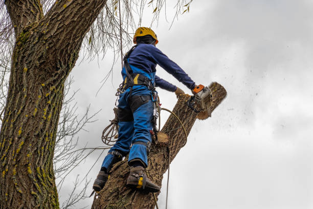 Best Storm Damage Tree Cleanup  in Calverton, NY